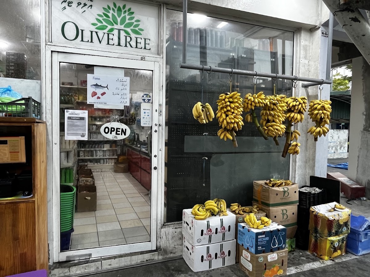 Olive Tree