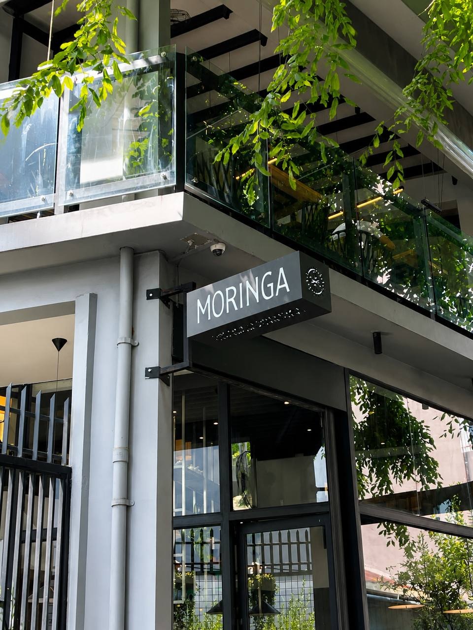 Moringa photo 1